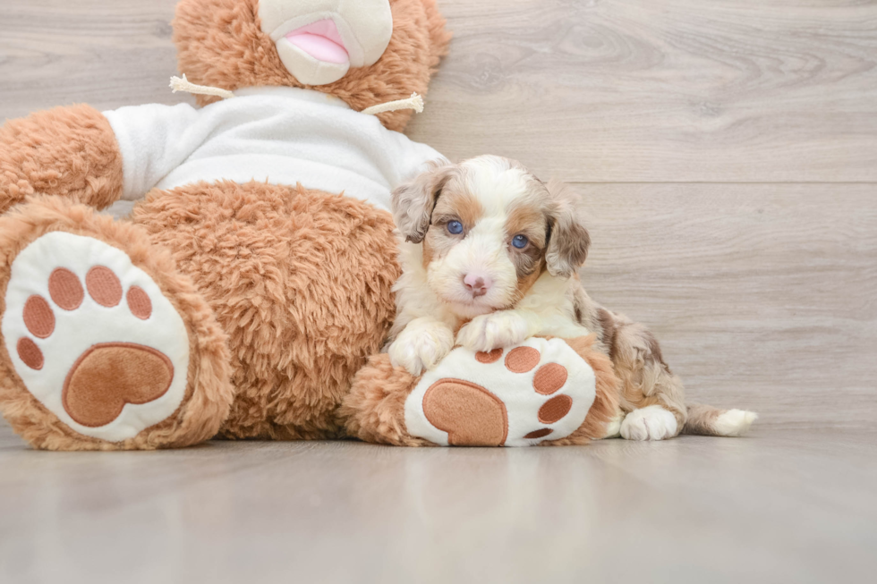 Small Mini Aussiedoodle Baby