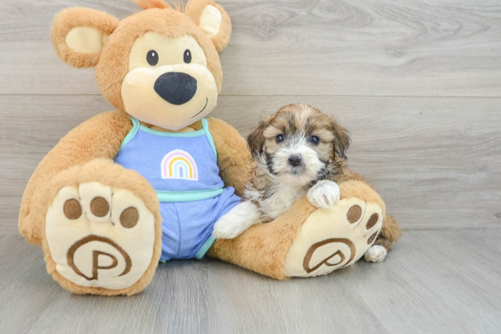 Mini Aussiedoodle Pup Being Cute