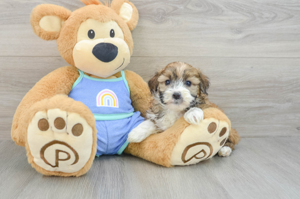 7 week old Mini Aussiedoodle Puppy For Sale - Lone Star Pups