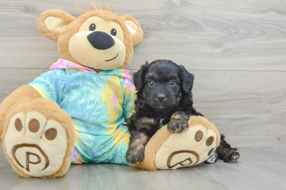 7 week old Mini Aussiedoodle Puppy For Sale - Lone Star Pups