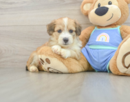 7 week old Mini Aussiedoodle Puppy For Sale - Lone Star Pups