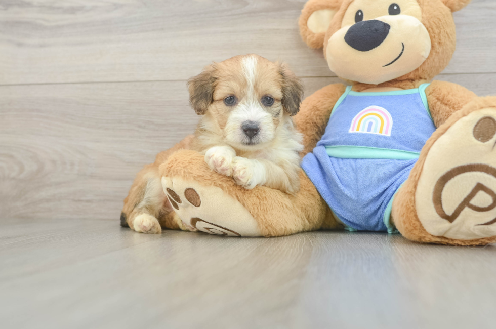 5 week old Mini Aussiedoodle Puppy For Sale - Lone Star Pups