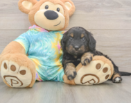 8 week old Mini Aussiedoodle Puppy For Sale - Lone Star Pups