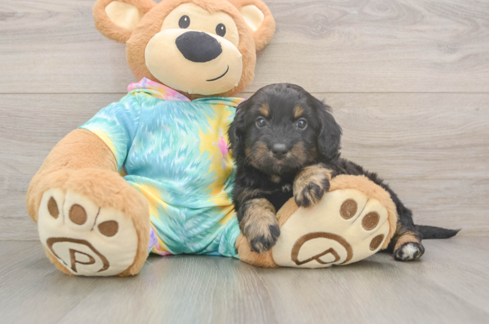 5 week old Mini Aussiedoodle Puppy For Sale - Lone Star Pups