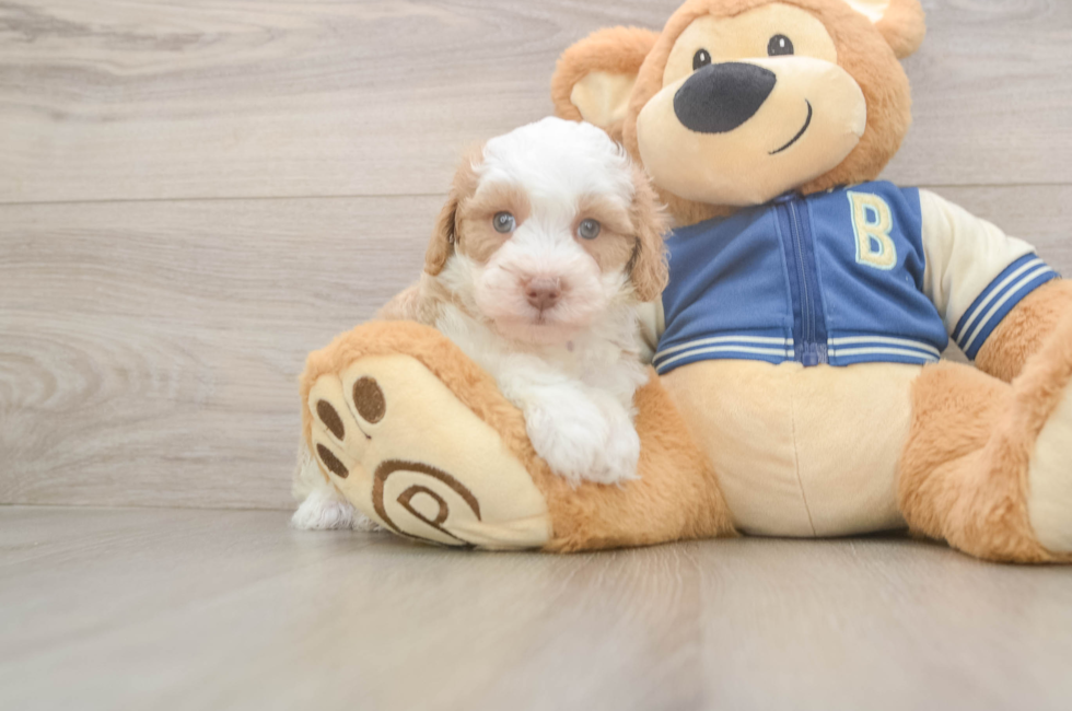 5 week old Mini Aussiedoodle Puppy For Sale - Lone Star Pups