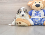 8 week old Mini Aussiedoodle Puppy For Sale - Lone Star Pups