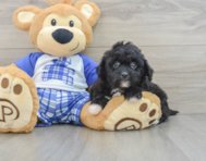 9 week old Mini Aussiedoodle Puppy For Sale - Lone Star Pups