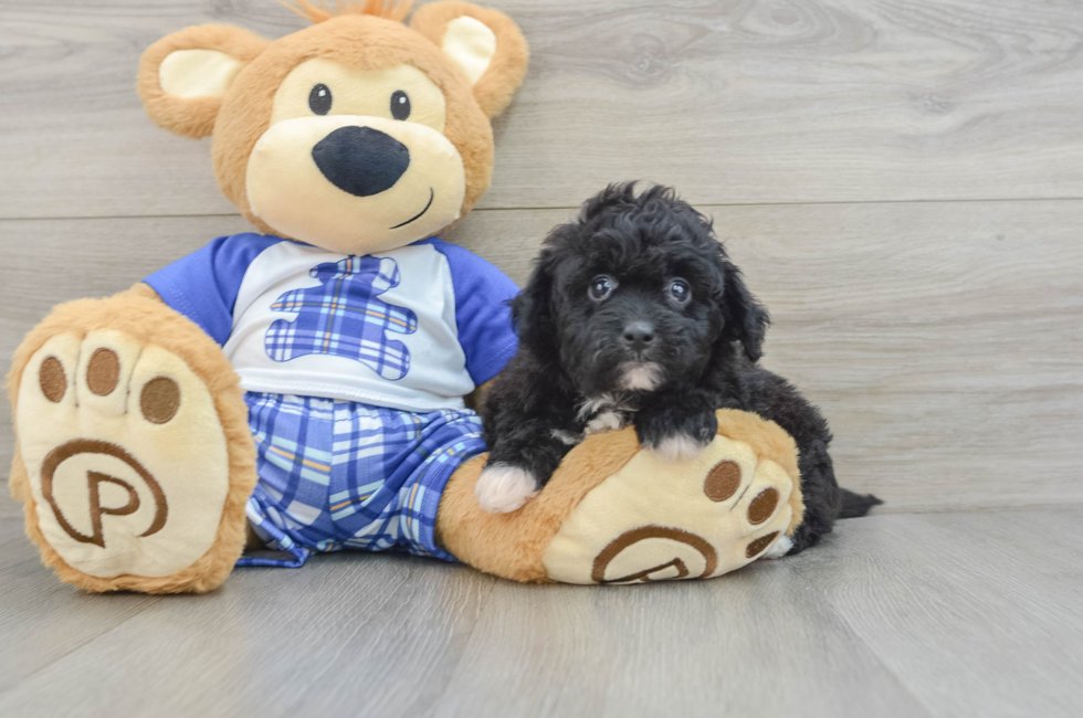 5 week old Mini Aussiedoodle Puppy For Sale - Lone Star Pups