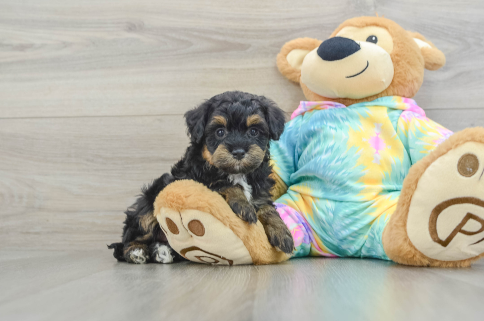 6 week old Mini Aussiedoodle Puppy For Sale - Lone Star Pups