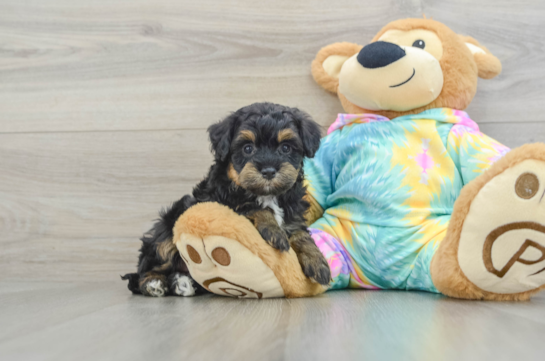 Petite Mini Aussiedoodle Poodle Mix Pup