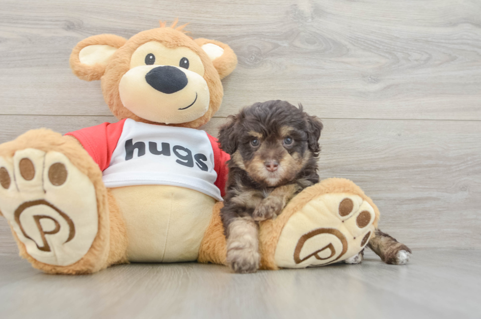 5 week old Mini Aussiedoodle Puppy For Sale - Lone Star Pups