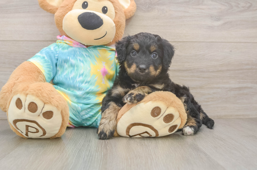 5 week old Mini Aussiedoodle Puppy For Sale - Lone Star Pups