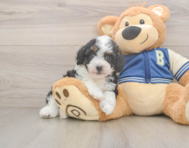 8 week old Mini Aussiedoodle Puppy For Sale - Lone Star Pups