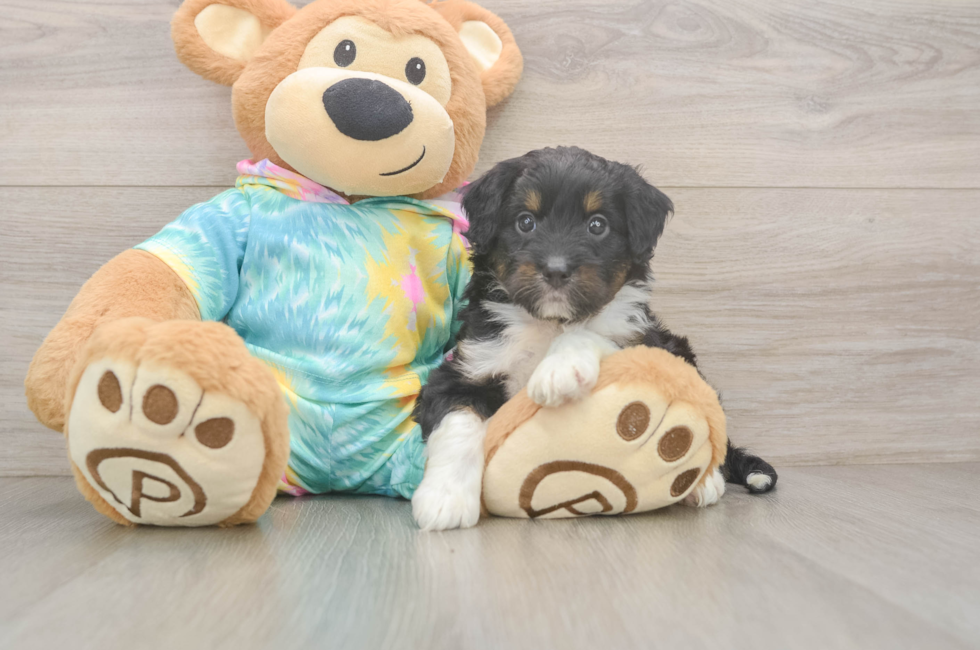 5 week old Mini Aussiedoodle Puppy For Sale - Lone Star Pups