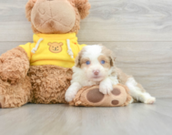 7 week old Mini Aussiedoodle Puppy For Sale - Lone Star Pups