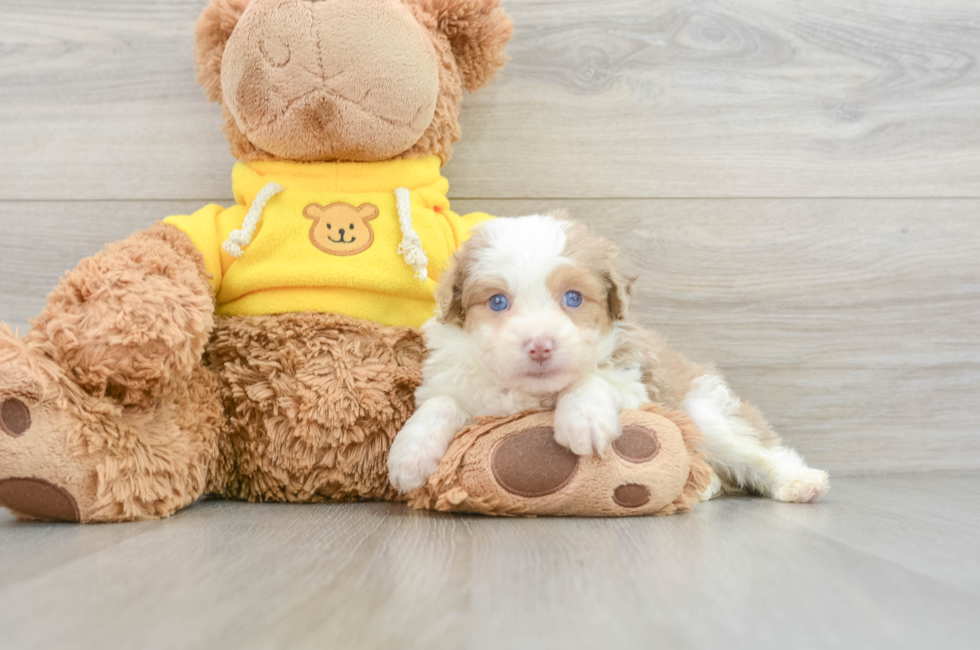 7 week old Mini Aussiedoodle Puppy For Sale - Lone Star Pups