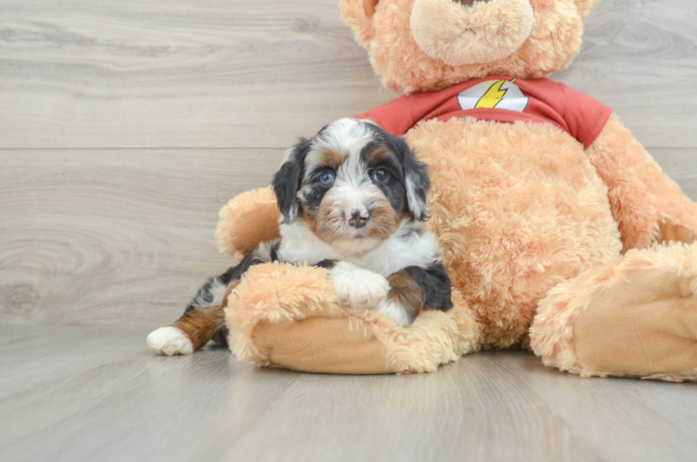 8 week old Mini Aussiedoodle Puppy For Sale - Lone Star Pups