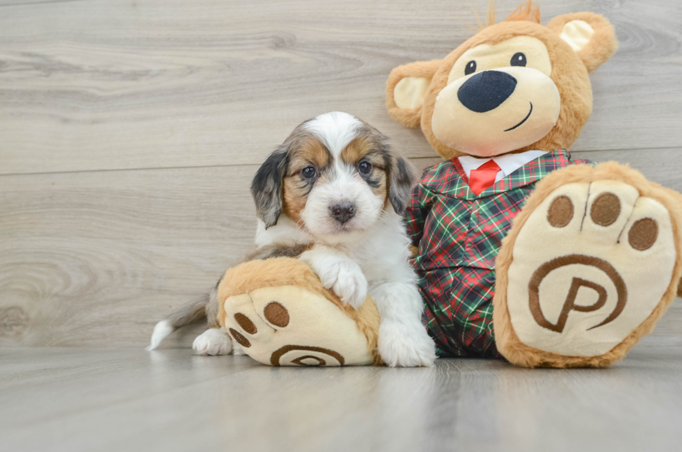 5 week old Mini Aussiedoodle Puppy For Sale - Lone Star Pups