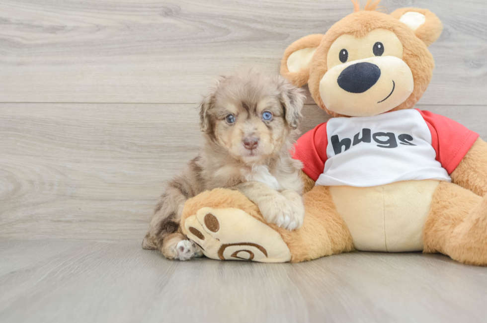 5 week old Mini Aussiedoodle Puppy For Sale - Lone Star Pups