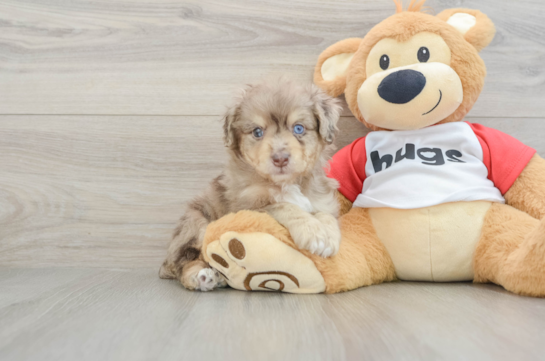 Mini Aussiedoodle Puppy for Adoption