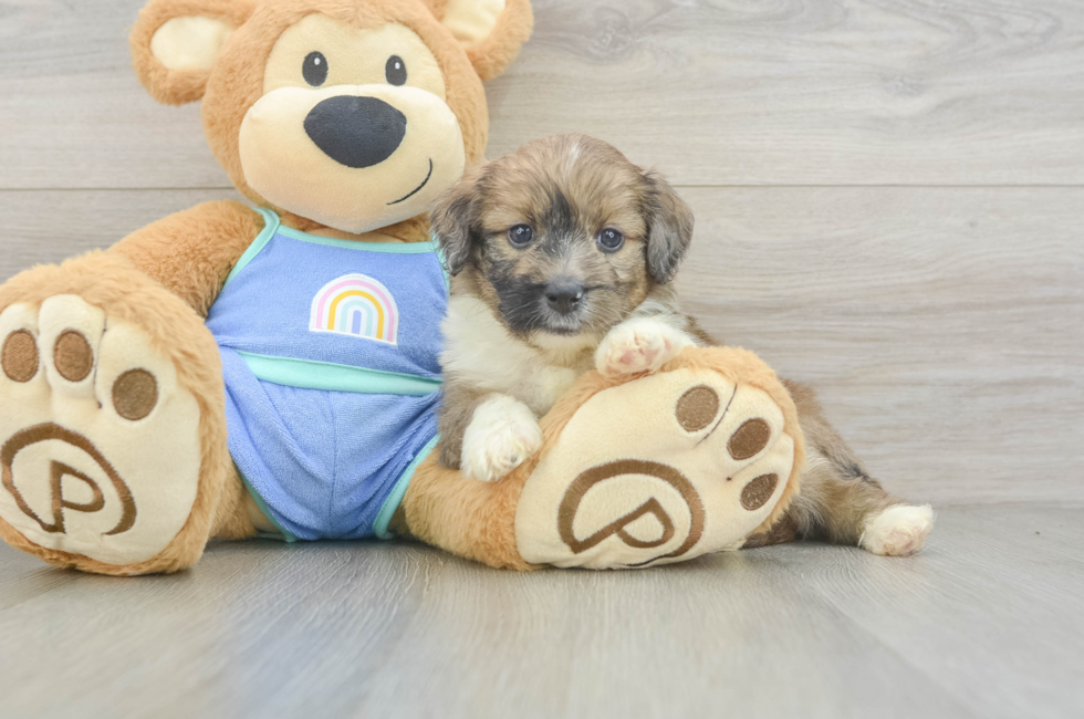 5 week old Mini Aussiedoodle Puppy For Sale - Lone Star Pups