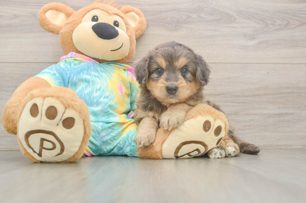 5 week old Mini Aussiedoodle Puppy For Sale - Lone Star Pups