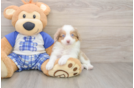 Fluffy Mini Aussiedoodle Poodle Mix Pup