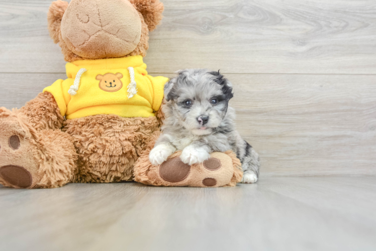 Fluffy Mini Aussiedoodle Poodle Mix Pup