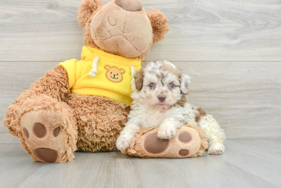 Playful Mini Aussiepoodle Poodle Mix Puppy