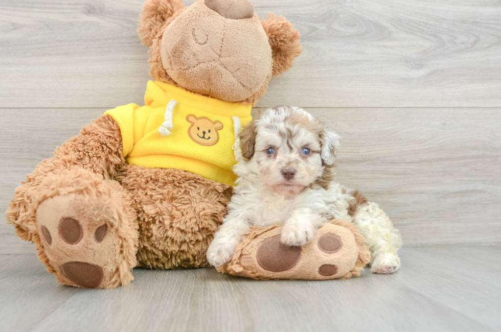 7 week old Mini Aussiedoodle Puppy For Sale - Lone Star Pups