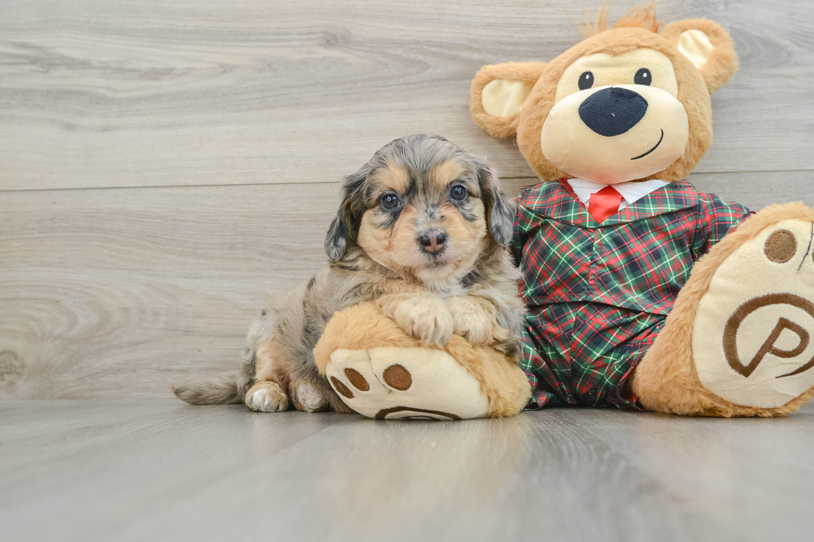Fluffy Mini Aussiedoodle Poodle Mix Pup