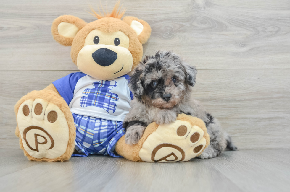 5 week old Mini Aussiedoodle Puppy For Sale - Lone Star Pups