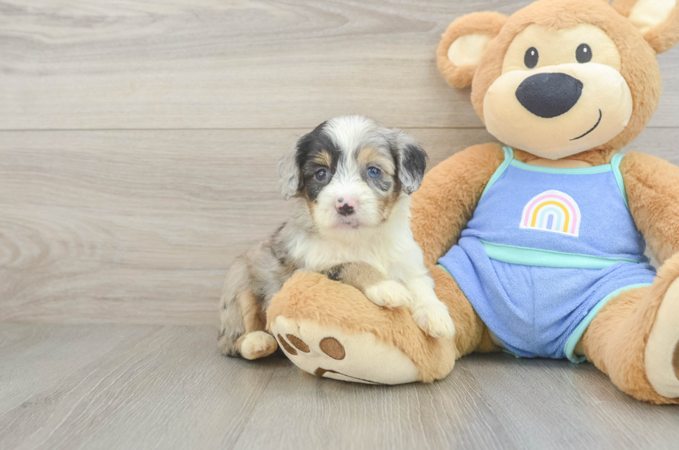 5 week old Mini Aussiedoodle Puppy For Sale - Lone Star Pups