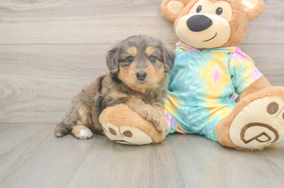 5 week old Mini Aussiedoodle Puppy For Sale - Lone Star Pups