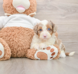 7 week old Mini Aussiedoodle Puppy For Sale - Lone Star Pups
