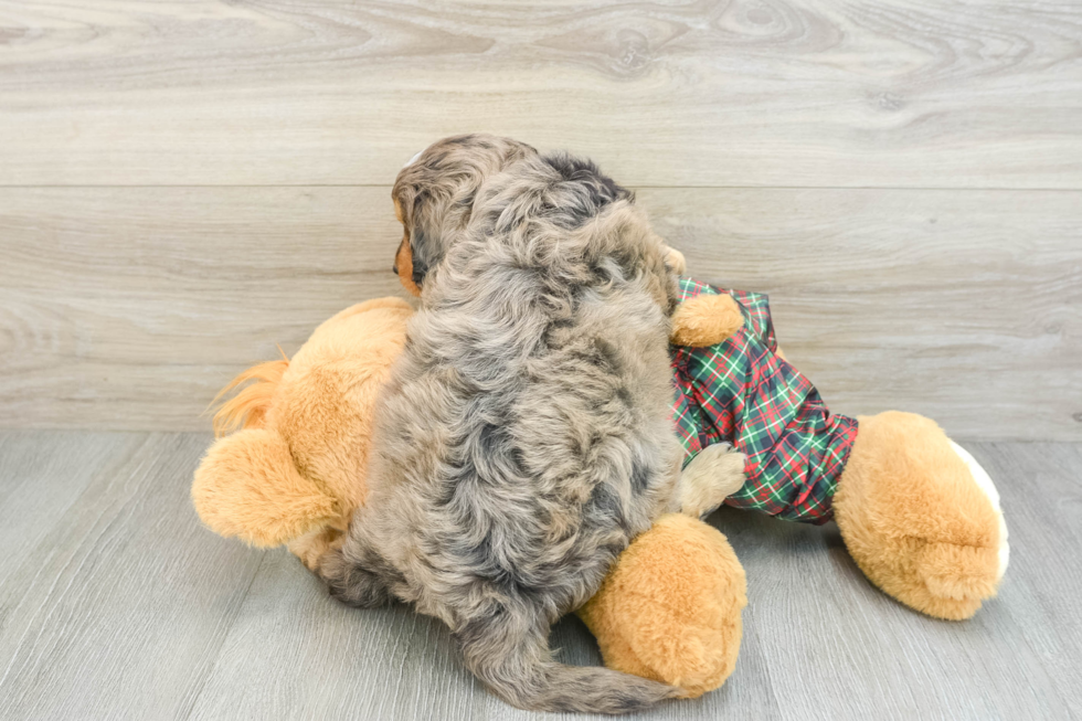 Sweet Mini Aussiedoodle Baby