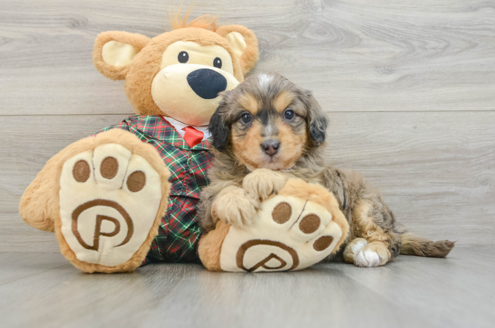 5 week old Mini Aussiedoodle Puppy For Sale - Lone Star Pups