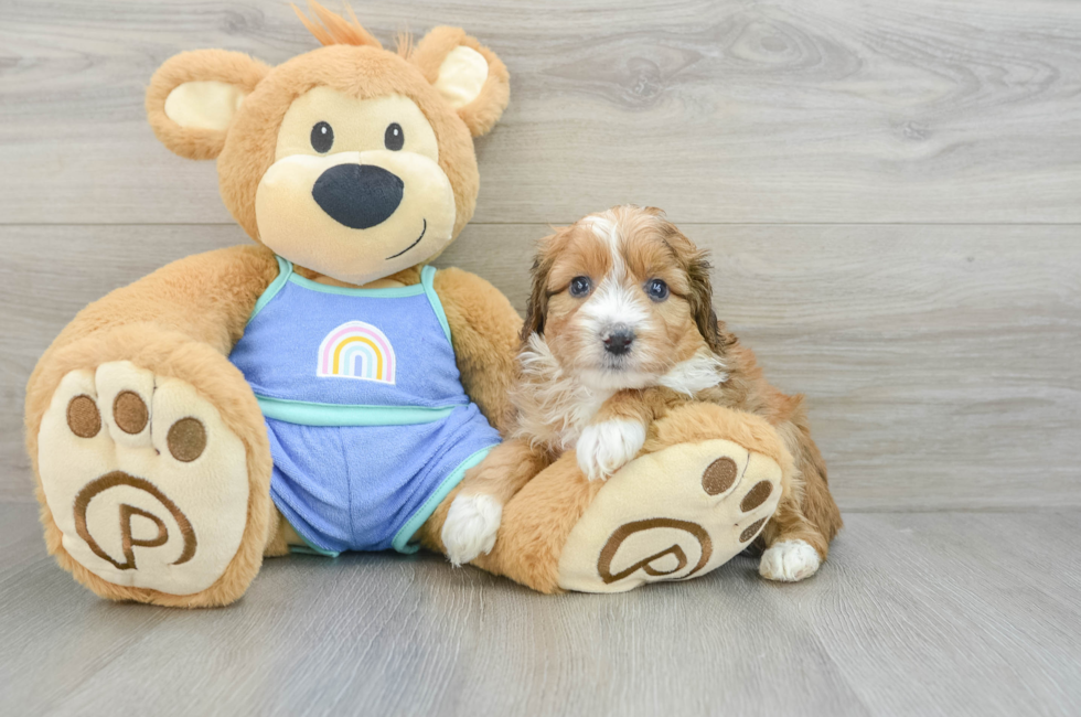 7 week old Mini Aussiedoodle Puppy For Sale - Lone Star Pups