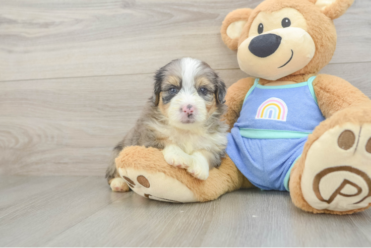 Mini Aussiedoodle Pup Being Cute