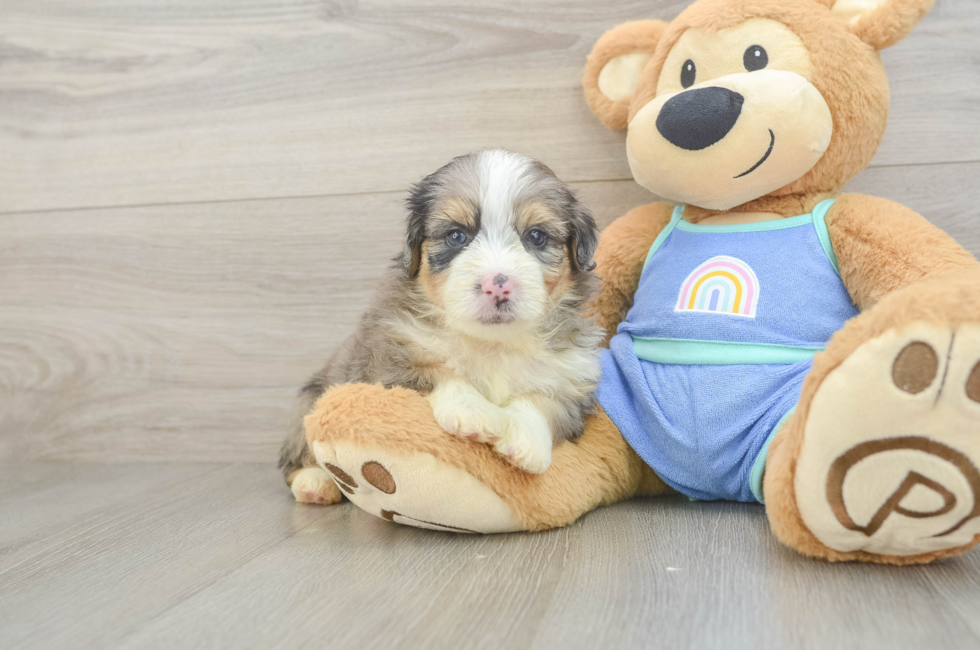 5 week old Mini Aussiedoodle Puppy For Sale - Lone Star Pups