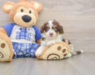 8 week old Mini Aussiedoodle Puppy For Sale - Lone Star Pups