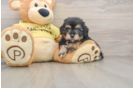 Mini Aussiedoodle Puppy for Adoption