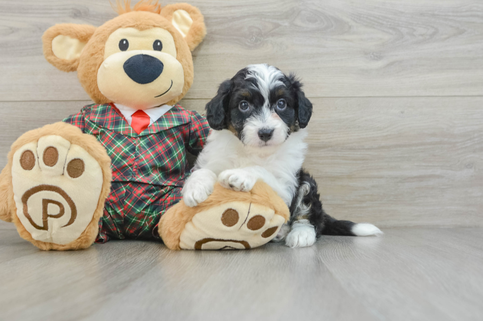 5 week old Mini Aussiedoodle Puppy For Sale - Lone Star Pups