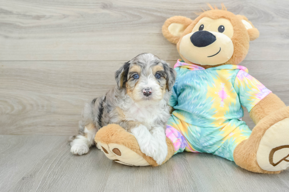 6 week old Mini Aussiedoodle Puppy For Sale - Lone Star Pups