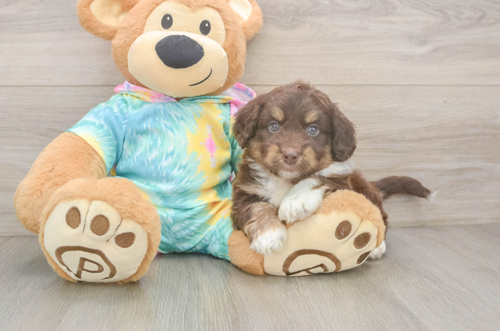 5 week old Mini Aussiedoodle Puppy For Sale - Lone Star Pups