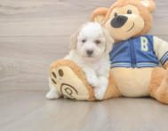 8 week old Mini Aussiedoodle Puppy For Sale - Lone Star Pups