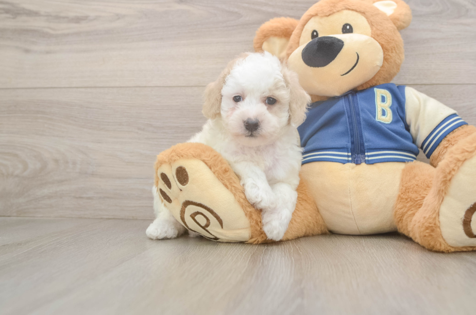 5 week old Mini Aussiedoodle Puppy For Sale - Lone Star Pups