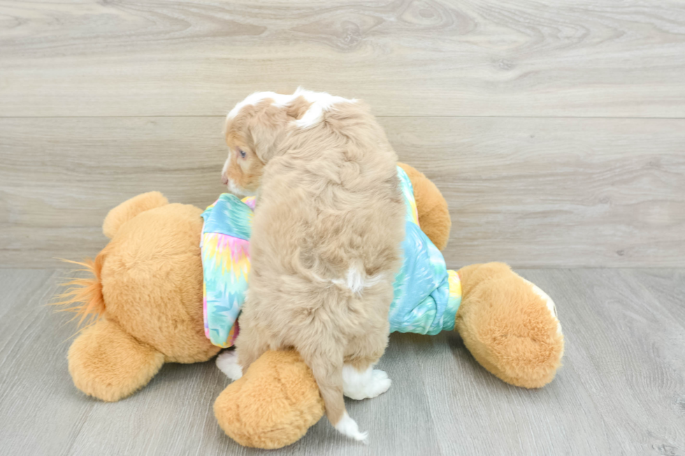 Cute Mini Aussiedoodle Baby