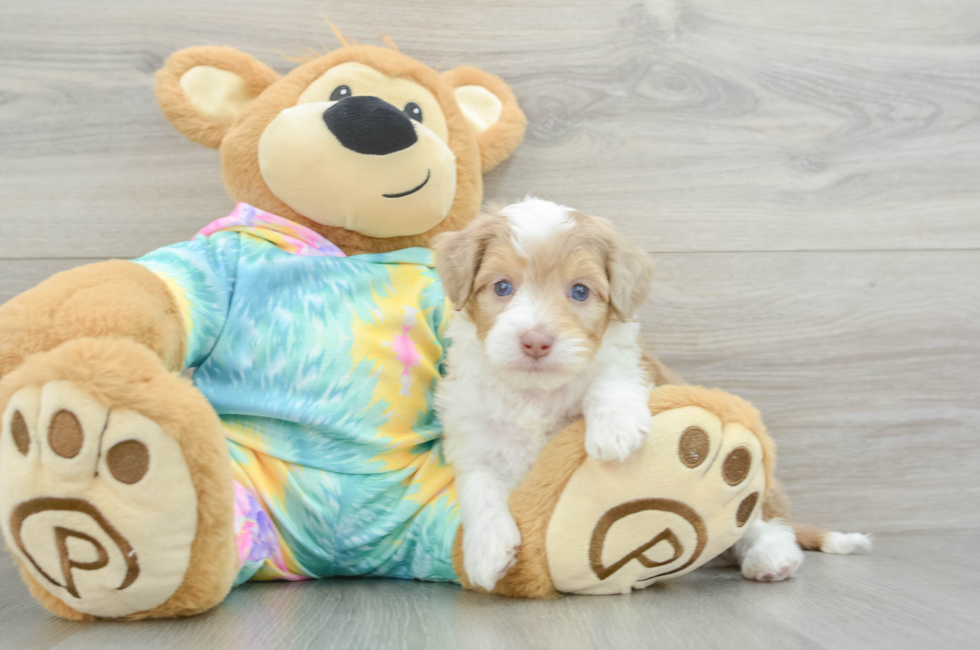 6 week old Mini Aussiedoodle Puppy For Sale - Lone Star Pups