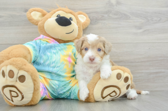 Sweet Mini Aussiedoodle Baby